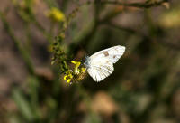 IMGP3707.JPG (456812 bytes)